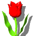 tulipan.gif